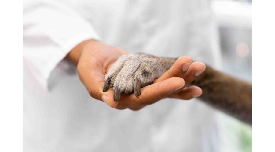 Boli intalnite la caini - descopera o mini-enciclopedie a afectiunilor prietenilor nostri pufosi