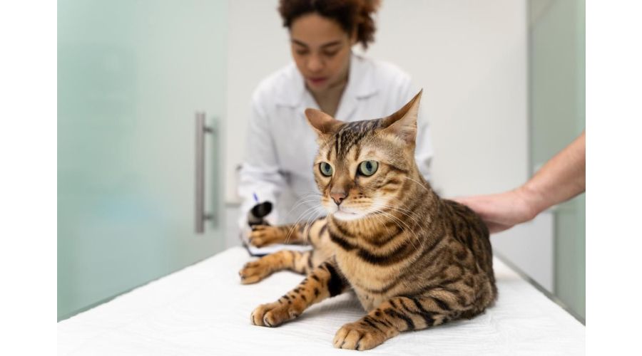 Bolile la pisici: sanatatea lor incepe cu informarea, cunoasterea semnelor si prevenirea afectiunilor