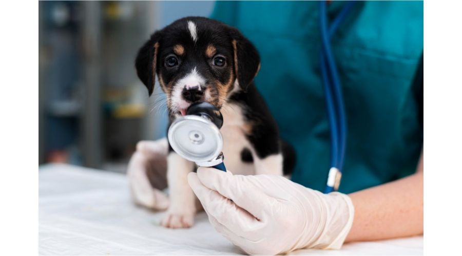 infiintarea unui cabinet veterinar