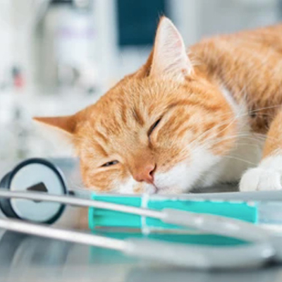 Veterinar/APARATE SI INSTRUMENTAR UZ VETERINAR