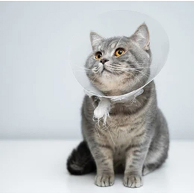 Veterinar/PROTECTIE ANIMALE/Gulere Animale