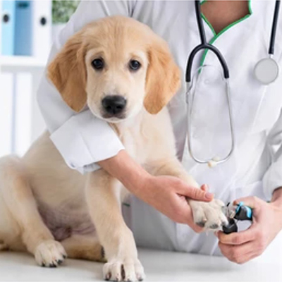 Veterinar/APARATE SI INSTRUMENTAR UZ VETERINAR/Instrumentar Veterinar