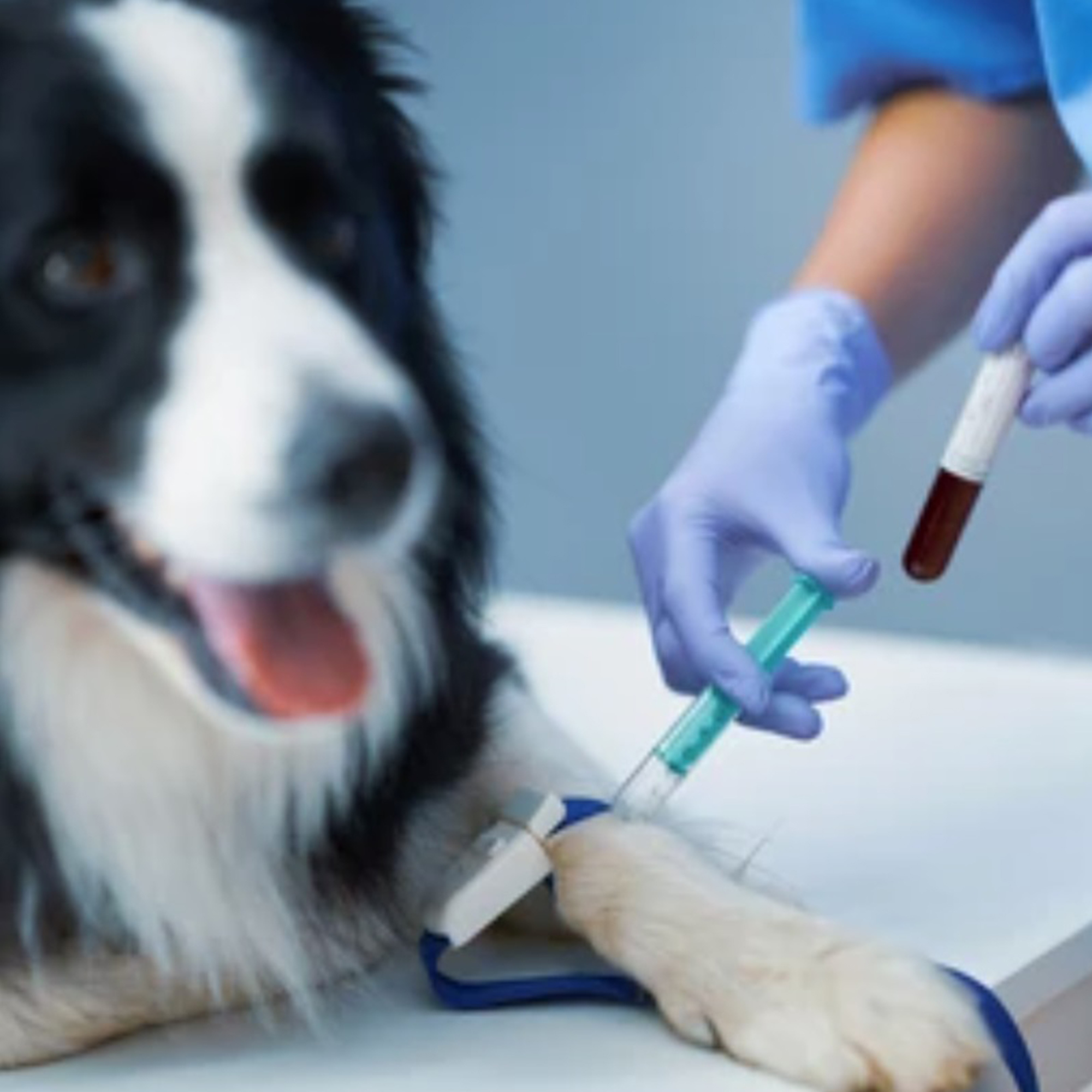 Veterinar/TESTE VETERINARE/Teste veterinare rapide